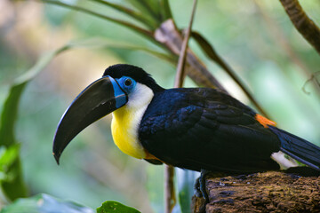 yellow billed toucan