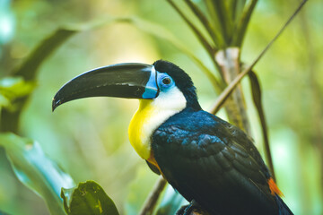 Obraz premium toucan on a branch