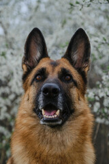 Postcard or invitations with the pet. German shepherd dog posing outside in spring on white flowering bush. Charming dog near flowering tree, close-up portrait front view.