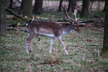 Naklejka na ściany i meble A view of a Fallow Deer in the wild in Shropshire