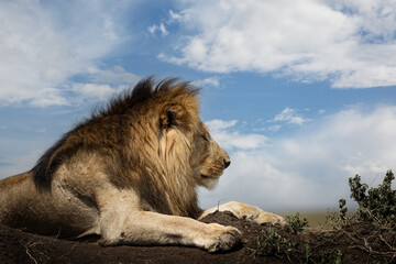 Wild majestic male lion with big mane, simba, blue sky in the background, in the savannah in the Serengeti National Park, Tanzania, Africa
