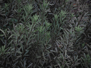 Fototapeta premium Moody green image of woody Shrubs.