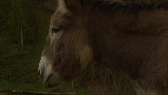portrait of a donkey