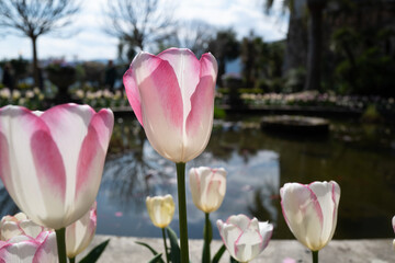 pink and white tulips