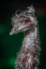 Emu