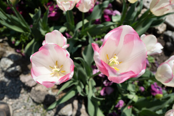 Naklejka na ściany i meble pink and white tulips