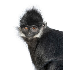 Close-up on a François' langur, Trachypithecus francoisi, isolated on white
