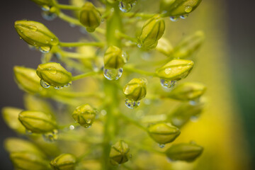 Regen, Pflanze, Tropfen