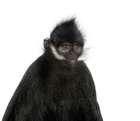 Obraz premium Close-up on a François' langur, Trachypithecus francoisi, isolated on white