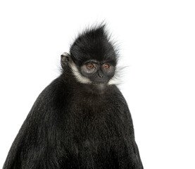 Close-up on a François' langur, Trachypithecus francoisi, isolated on white