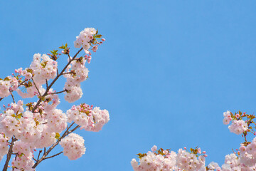 八重桜　牡丹桜
