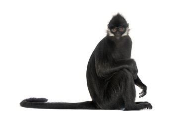 Sitting François' langur looking at the camera, Trachypithecus francoisi, isolated on white