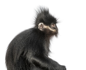 Fototapeta premium Close-up on a François' langur, Trachypithecus francoisi, isolated on white