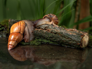 To huge snails in the park looking for food