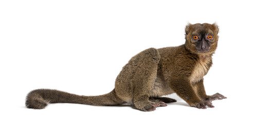 Greater bamboo lemur, Prolemur simus, Isolated on white