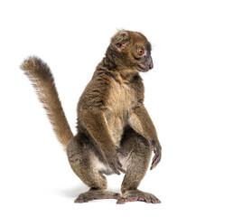 Standing Greater bamboo lemur walking on its hind legs, Prolemur simus, Isolated on white