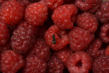 close up of raspberries