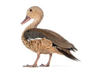 Madagascar teal duck, Anas bernieri, Isolated on white