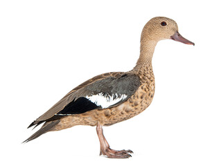 Side view portrait of a Madagascar teal duck, Anas bernieri, Isolated on white