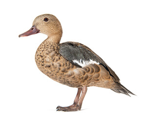 Side view portrait of a Madagascar teal duck, Anas bernieri, Isolated on white