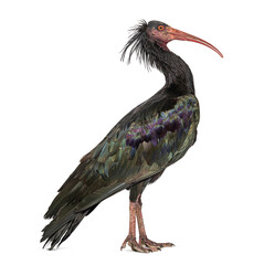 Profile portrait of a Northern Bald Ibis, Geronticus eremita, Isolated on white © Eric Isselée