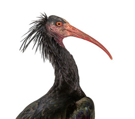 Head shot of a Northern Bald Ibis, Geronticus eremita, Isolated on white