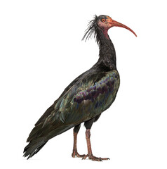 Profile portrait of a Northern Bald Ibis, Geronticus eremita, Isolated on white