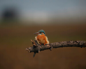 kingfisher