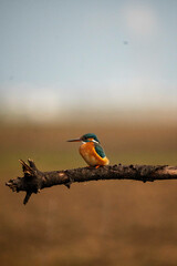kingfisher on a branch