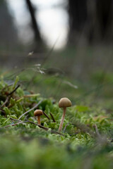 mushroom in the forest