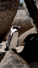 Pinguine am Boulders Beach, Kapstadt, Südafrika, South Africa, Penguins