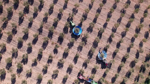 Elevated top view with wide angle of a three tractors with umbrellas (special machinery) harvesting olives. Farmers harvesting olives with special machinery and tractor with umbrela. Olive oil, Spain