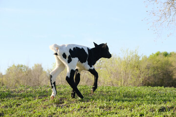 Spotted beef calf walking in Texas spring field closeup. © ccestep8