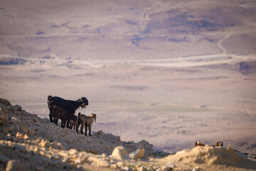  Z Madaby nad Morze Martwe w Jordanii. Zwierzęta na zboczu kamiennego, pustynnego wzgórza z widokiem na góry.  - obrazy, fototapety, plakaty