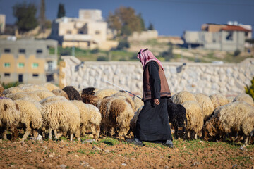  Z Madaby nad Morze Martwe w Jordanii. Pasterz przechadzający się pośród zwierząt na tle budynków miasta. - obrazy, fototapety, plakaty