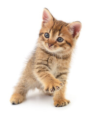 Obraz premium Kitten on white background.