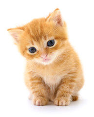 Kitten on white background.