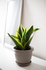 Sansevieria three-lane, small in the room. The concept of minimalism. houseplant care concept