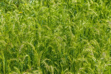 Emerald green natural background of soft juicy tender grass. Green lawn. Natural green background