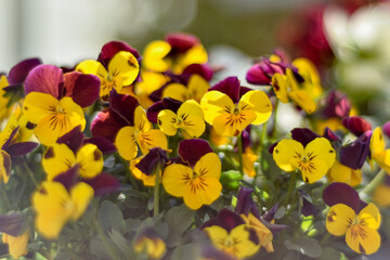 Kolorowe bratki, wiosenne kwitnące kwiaty do ogrodu, kwiaty na tło, kartka z kwiatami. Colorful pansies, spring flowers for the garden, pansy flowers, background or card.

