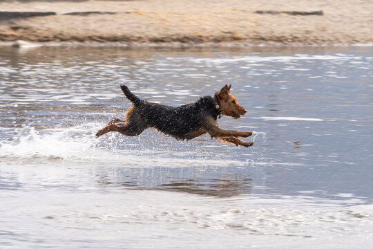 Dog running in a river