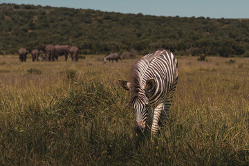 zebras at addo park