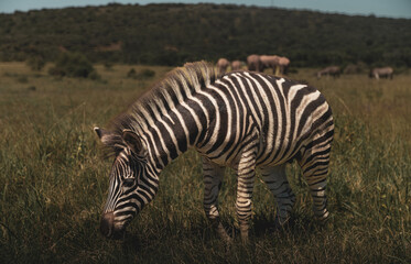 Fototapeta na wymiar zebras at addo park
