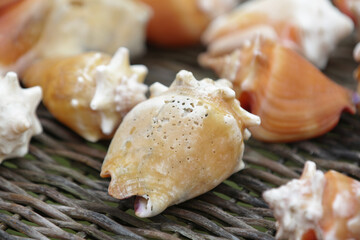 Concha do fundo do mar ostras na cor marrom.