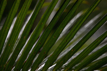 Wet palm leaves in the rain