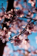 Pink flower blossoms. Spring wallpaper. Inspirational