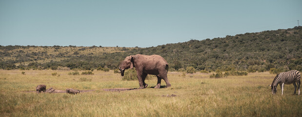 elephant at Addo park
