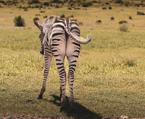 zebras at addo park