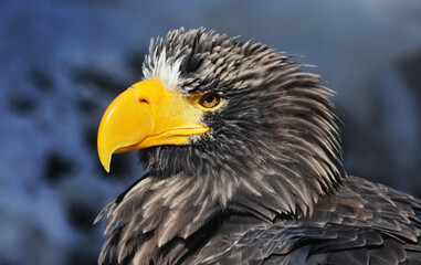 portrait of a eagle