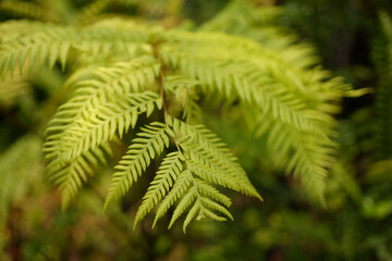 Golden moss fern Chain Fern close up